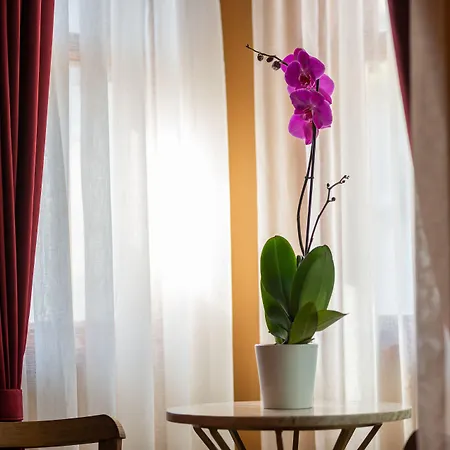 Wonder Wood اسطنبول